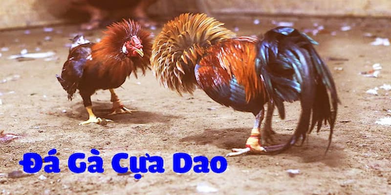 Đá gà cựa dao quy tụ hàng chục trận đấu mỗi tối tại đá gà VVVWIN