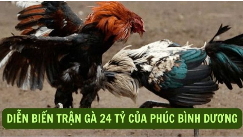 Chi tiết kết quả trận đá gà 24 tỷ nổi bật