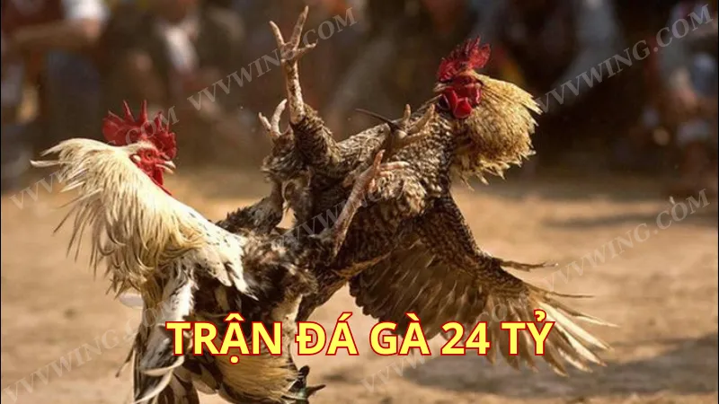 Trận đá gà 24 tỷ